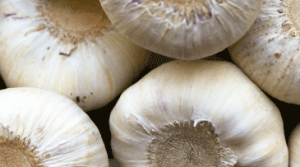 Garlic