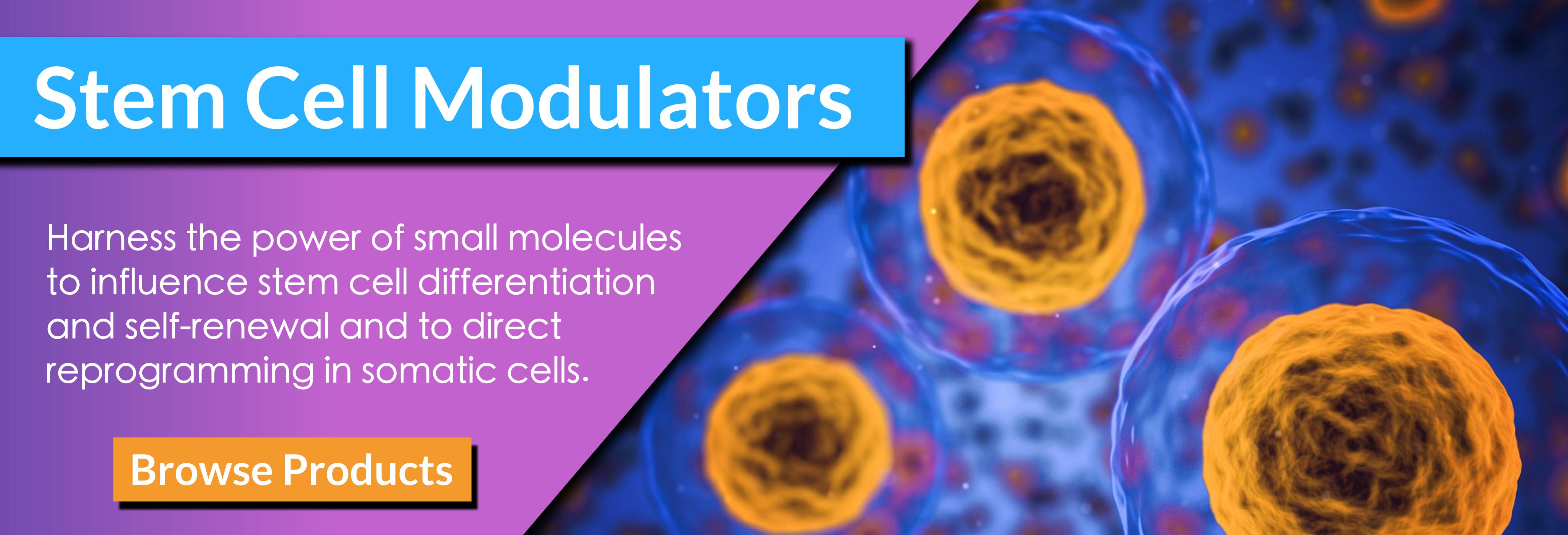 FrontpageBanner_StemCellMods